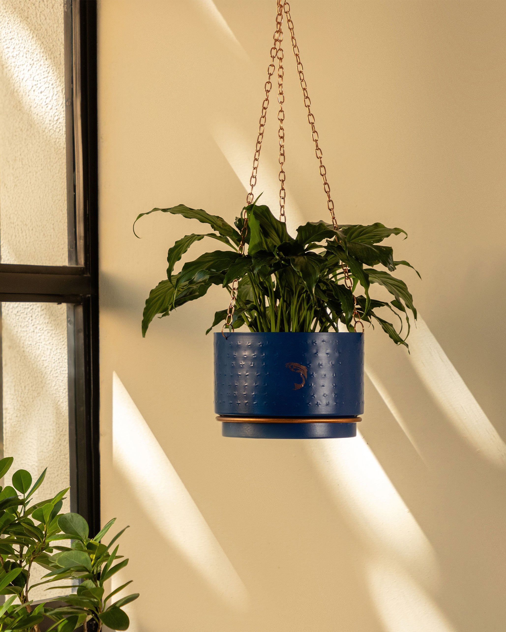 Hanging Midnight Planter